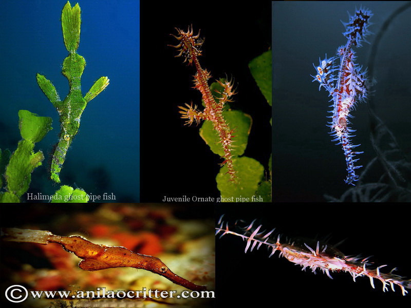 Scuba Dive in Anilao - Underwater Macro Photography, Anilao Muck dive